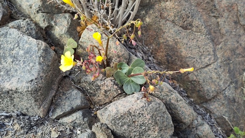 Oxalis bulbocastanum photo 6
