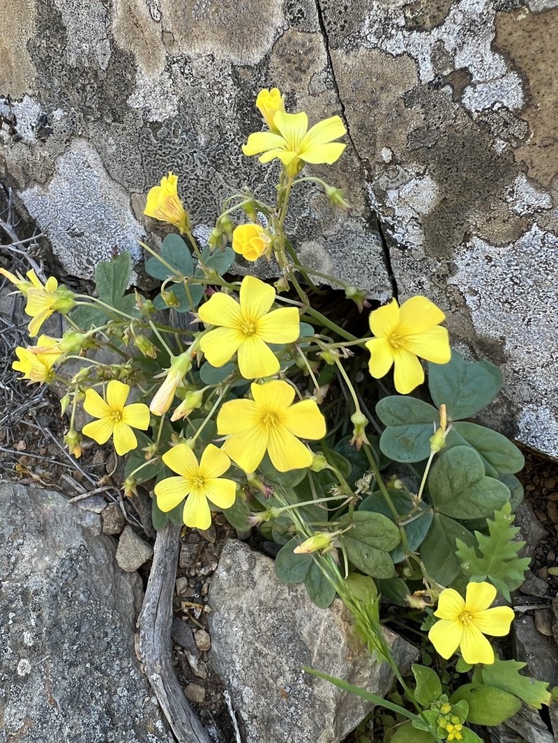 Oxalis bulbocastanum photo 7