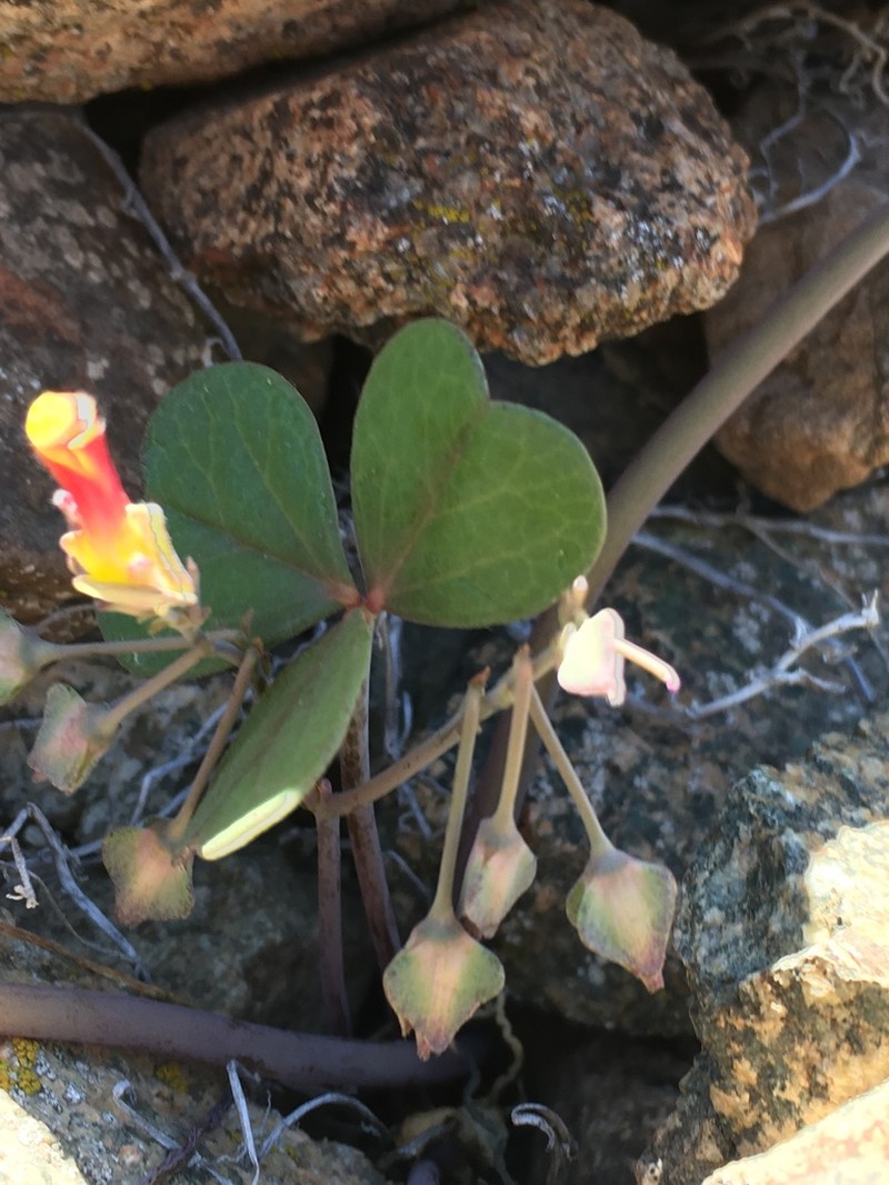 Oxalis bulbocastanum photo 8