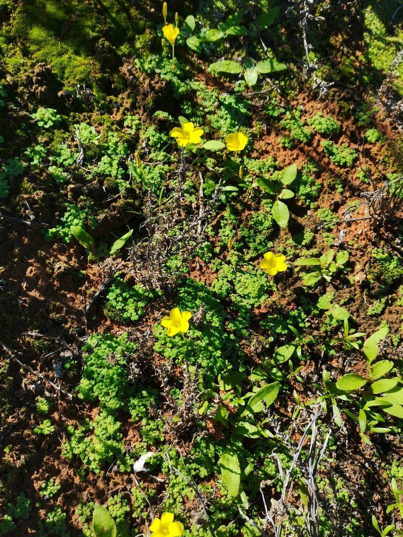Oxalis bullulata