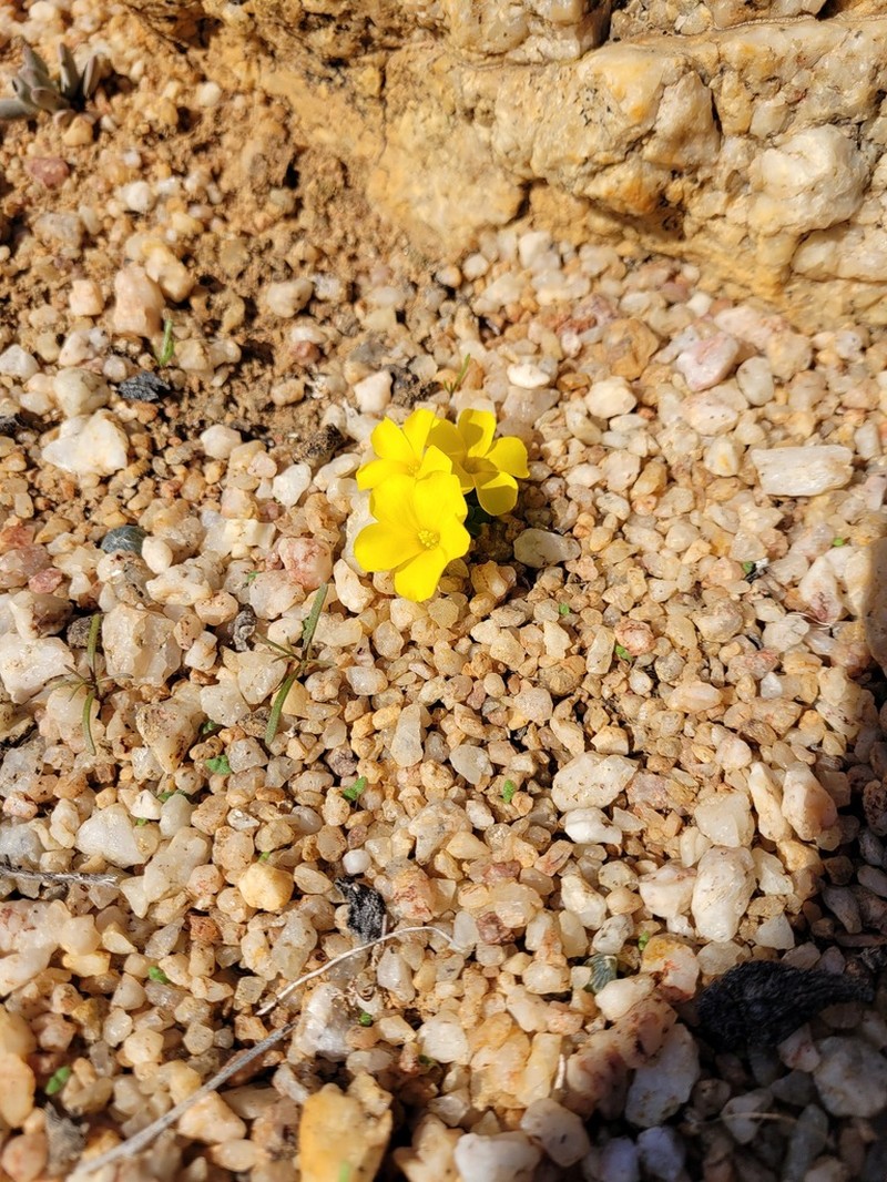 Oxalis bullulata photo 2
