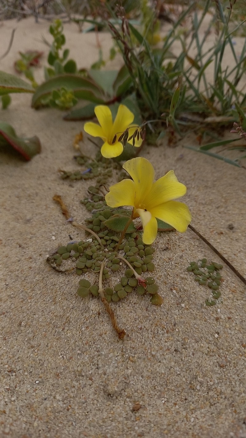 Oxalis bullulata photo 3