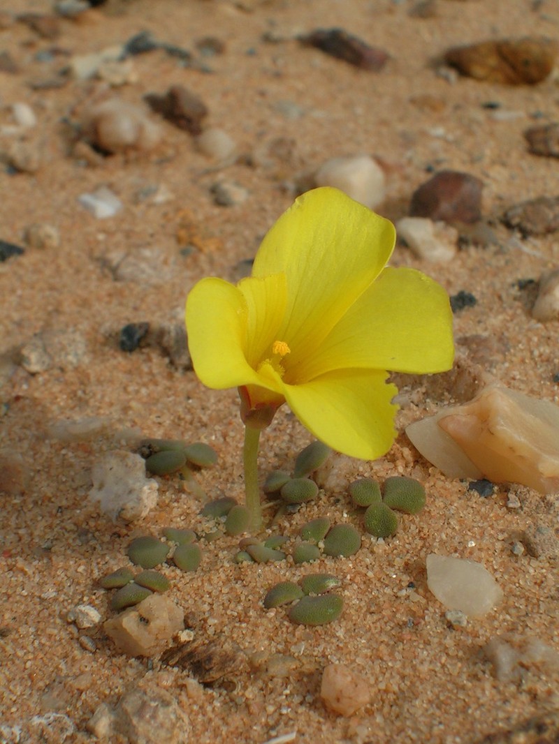 Oxalis bullulata photo 4
