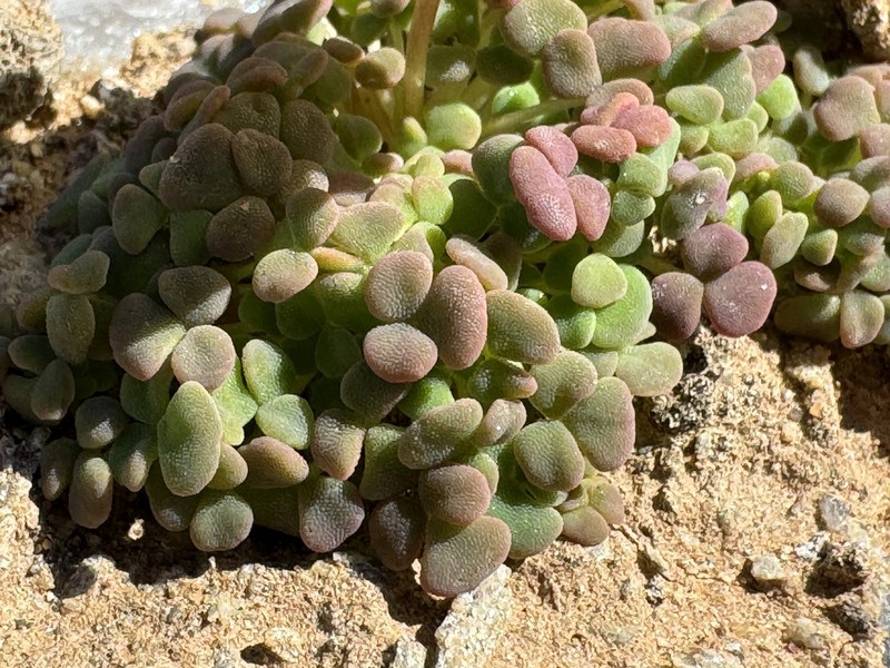 Oxalis bullulata photo 5