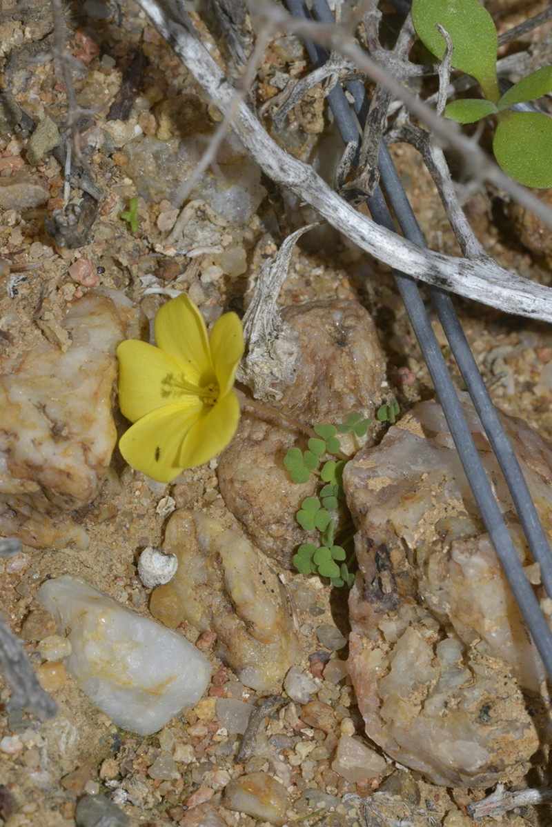 Oxalis bullulata photo 7