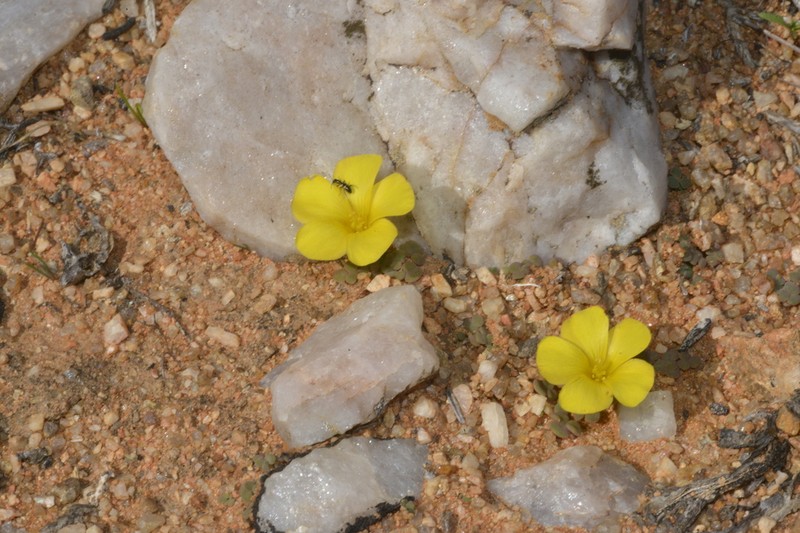 Oxalis bullulata photo 8