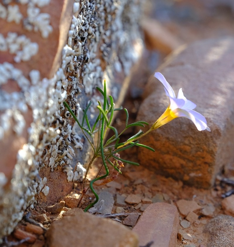Oxalis burkei