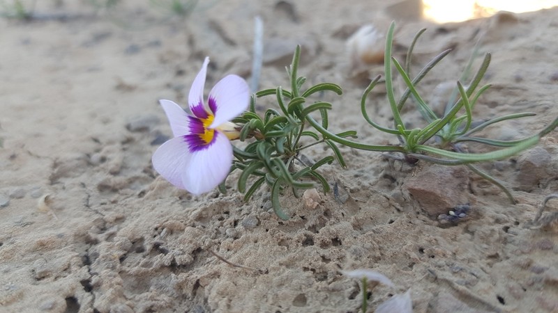 Oxalis burkei photo 2