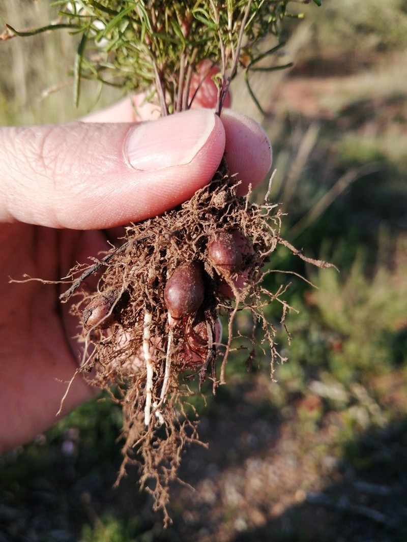 Oxalis burkei photo 3