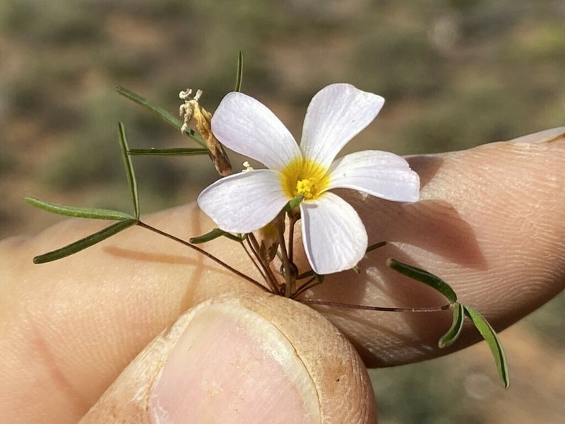 Oxalis burkei photo 4