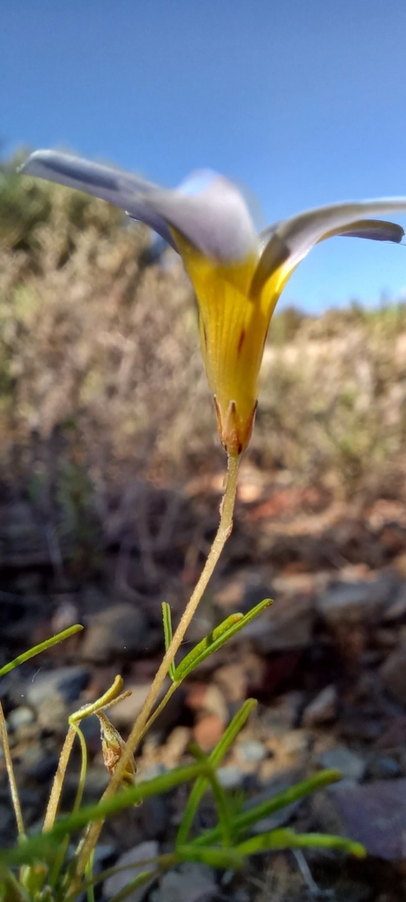 Oxalis burkei photo 5