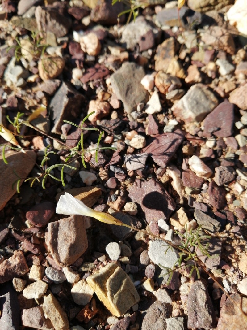 Oxalis burkei photo 6