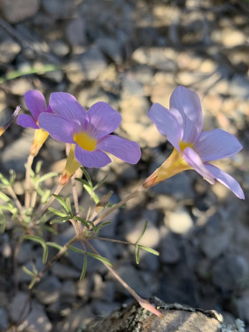 Oxalis burkei photo 7