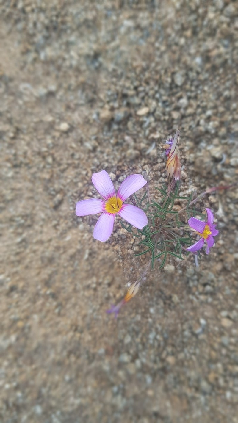 Oxalis burkei photo 8