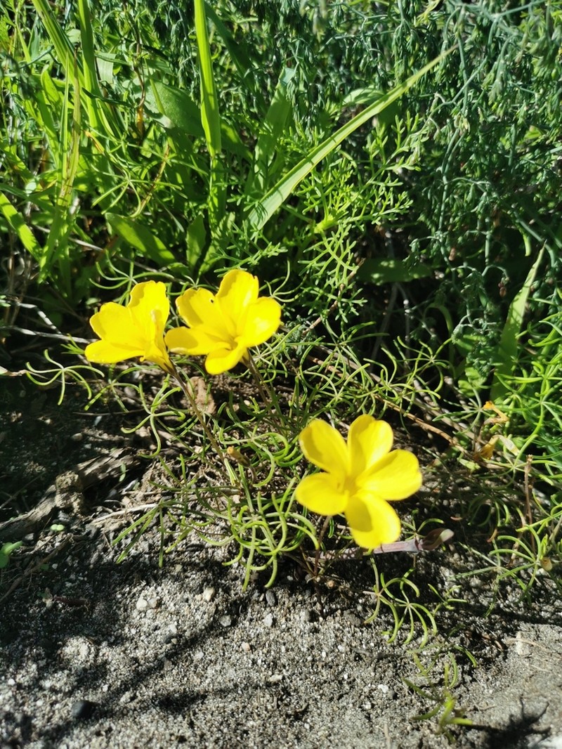 Oxalis burtoniae