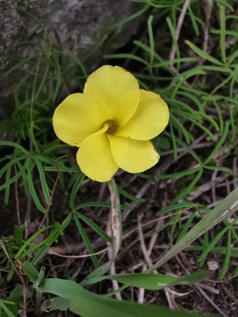 Oxalis burtoniae photo 2