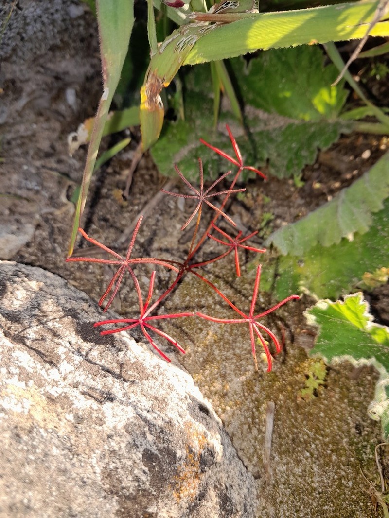 Oxalis burtoniae photo 3