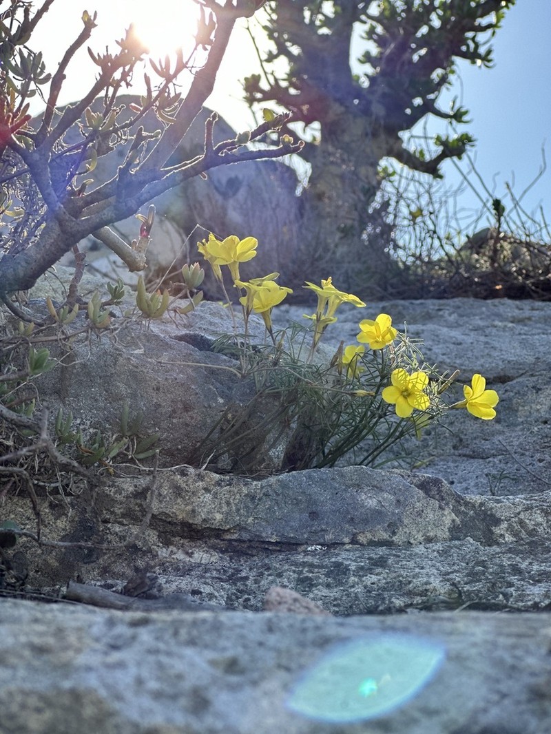 Oxalis burtoniae photo 4