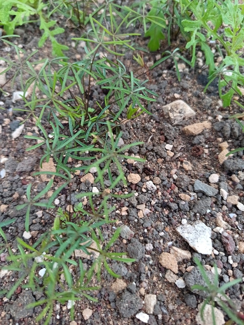 Oxalis burtoniae photo 5