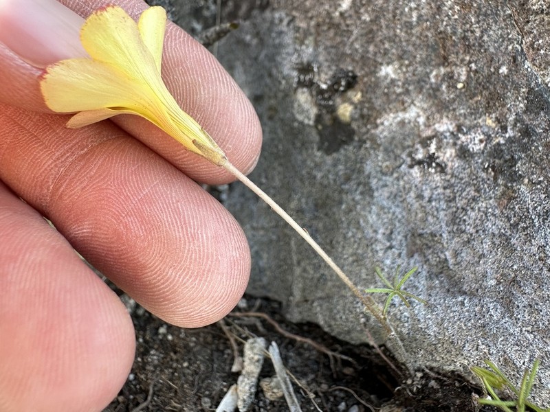Oxalis burtoniae photo 7