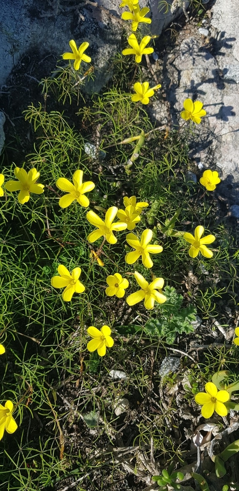 Oxalis burtoniae photo 8