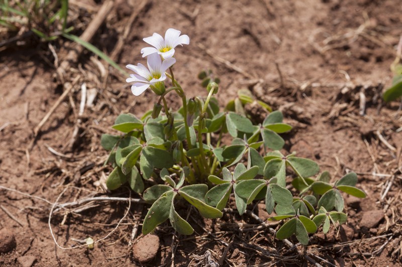 Blue Woodsorrel