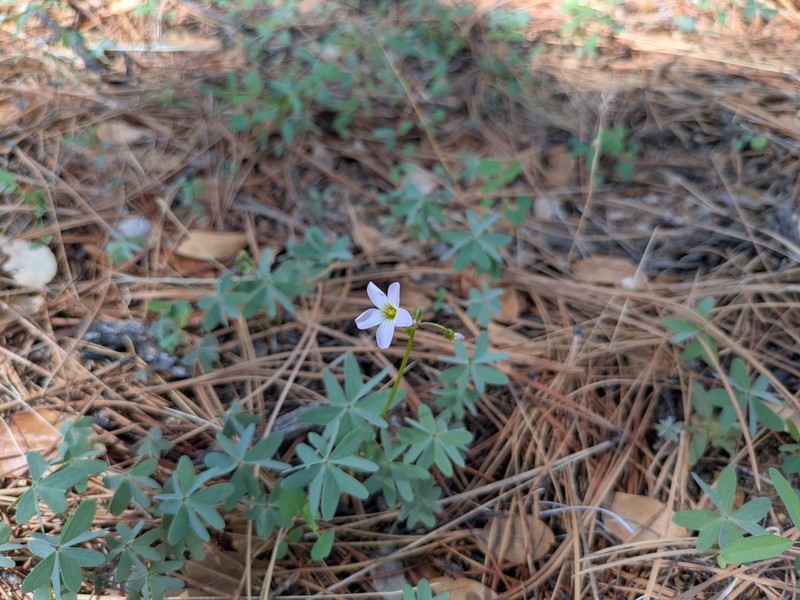 Blue Woodsorrel photo 4