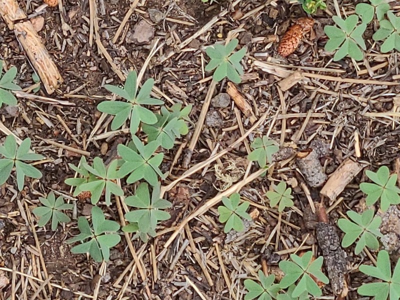 Blue Woodsorrel photo 5