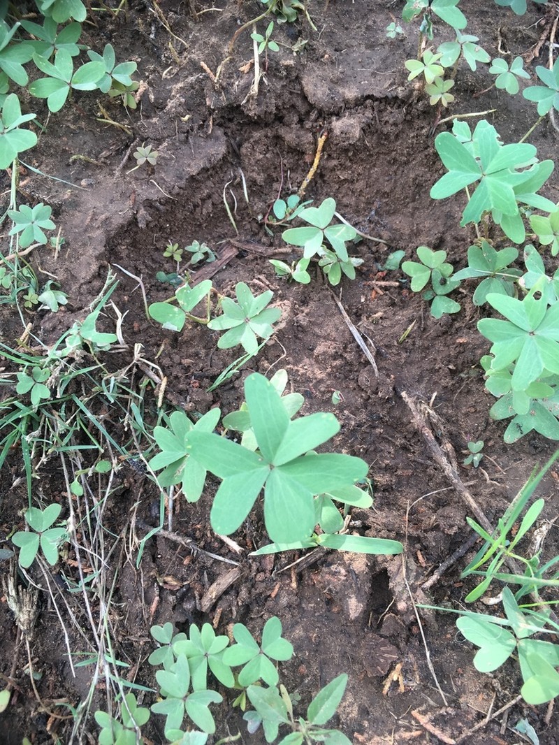 Blue Woodsorrel photo 6