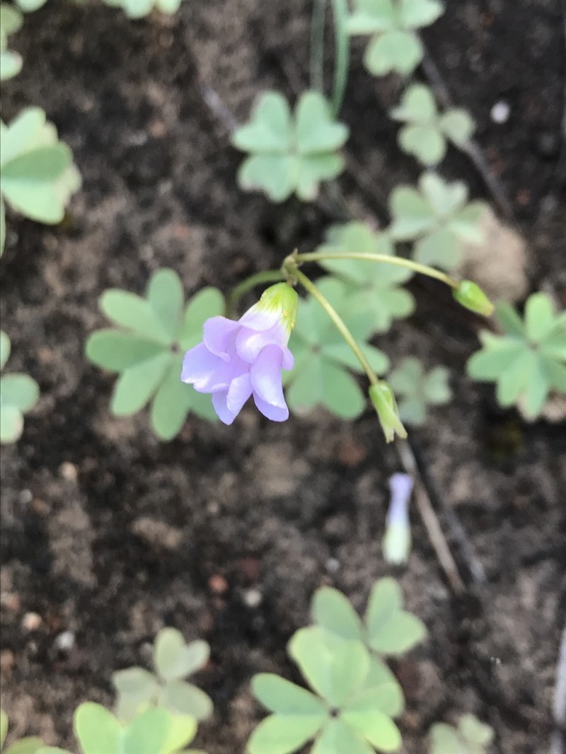 Blue Woodsorrel photo 7