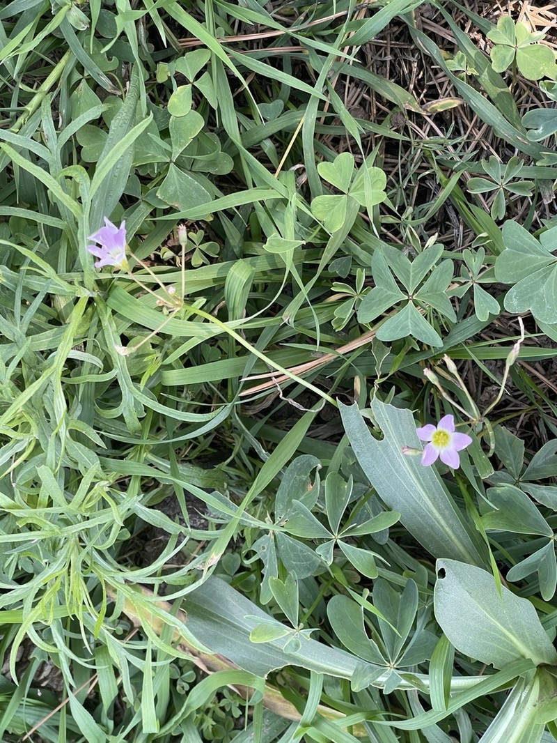Blue Woodsorrel photo 8