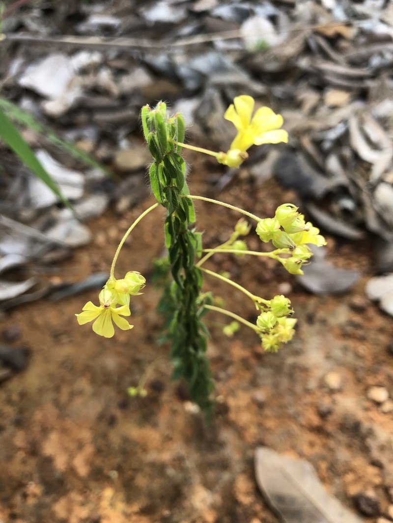 Oxalis caesariata