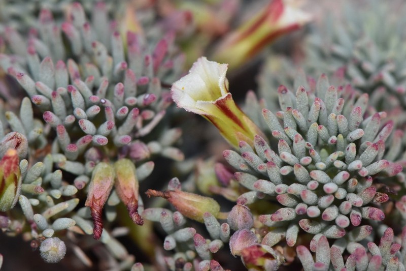 Oxalis caesia