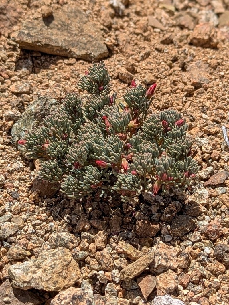 Oxalis caesia photo 2