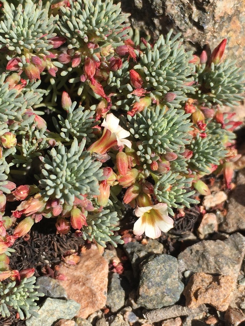 Oxalis caesia photo 3