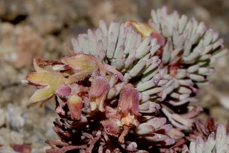 Oxalis caesia photo 4