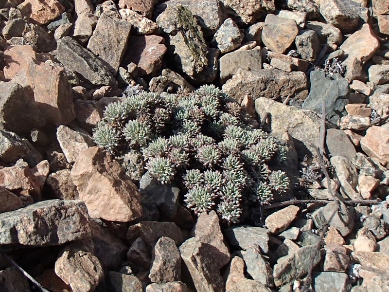 Oxalis caesia photo 5