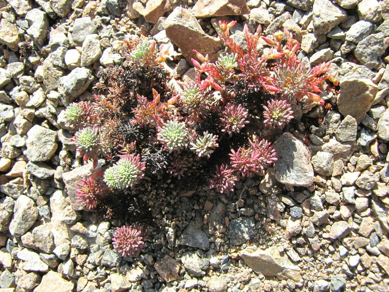 Oxalis caesia photo 6