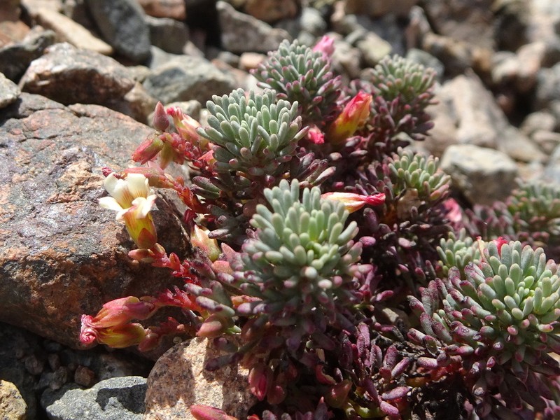 Oxalis caesia photo 7
