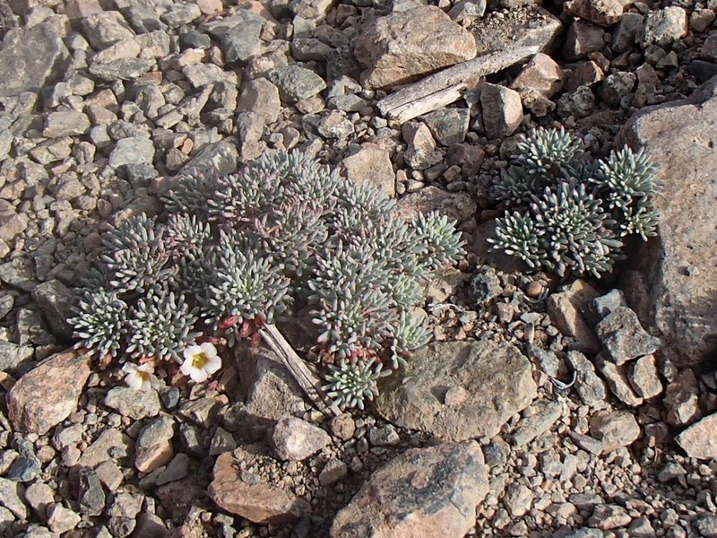 Oxalis caesia photo 8