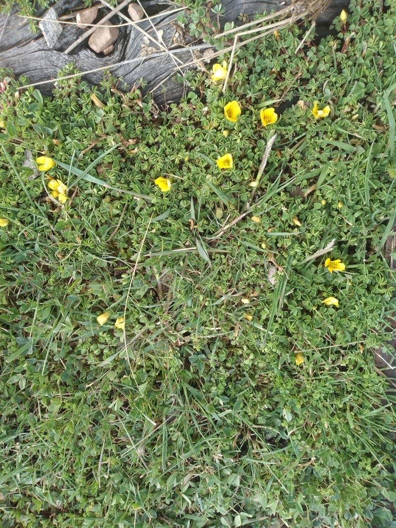 Oxalis calachaccensis