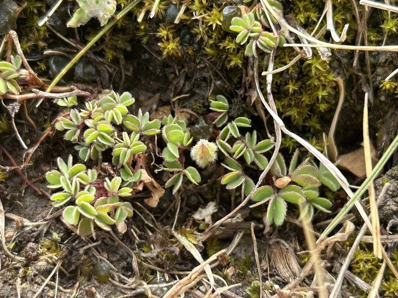 Oxalis calachaccensis photo 2
