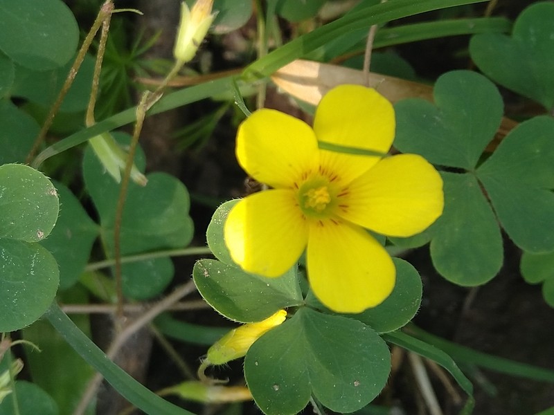 Oxalis calachaccensis photo 3