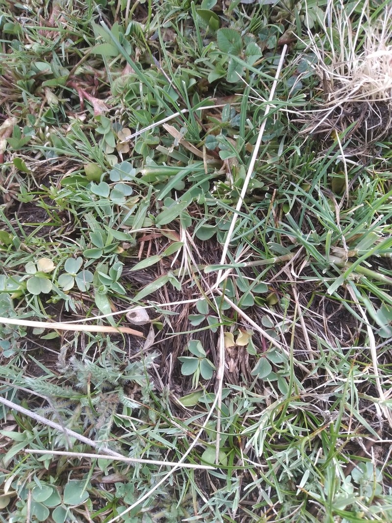 Oxalis calachaccensis photo 4
