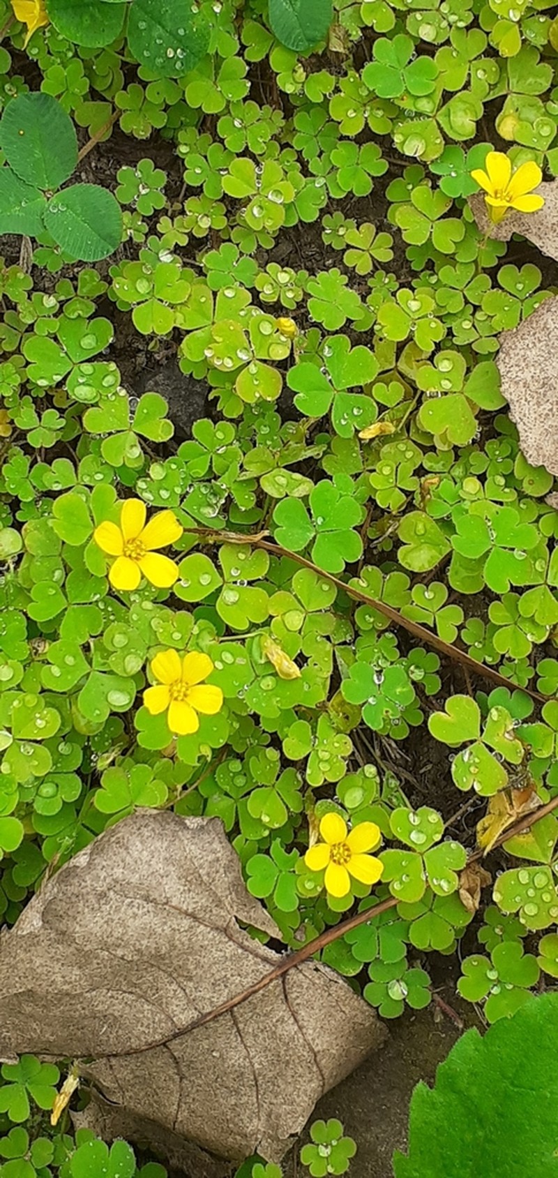 Oxalis calachaccensis photo 5