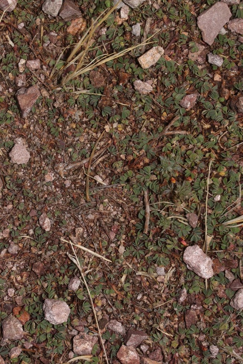 Oxalis calachaccensis photo 6