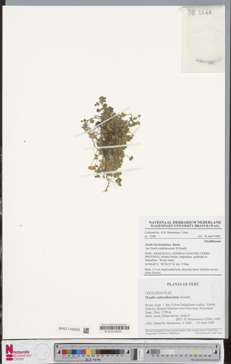 Oxalis calachaccensis photo 7