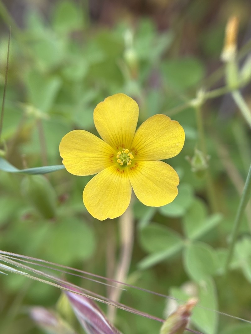 Oxalis californica