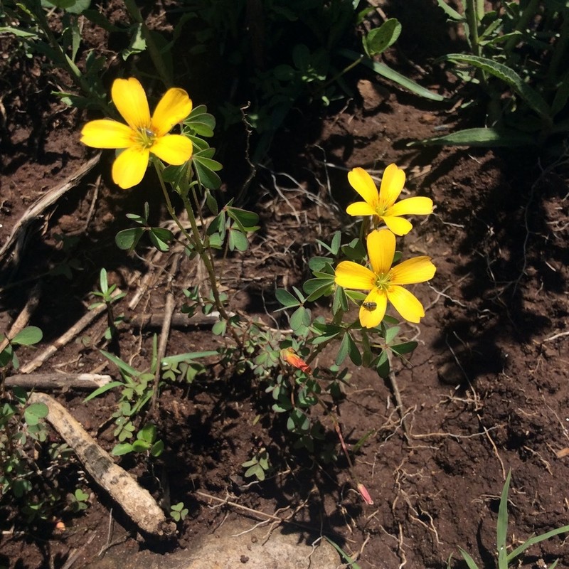 Oxalis californica photo 2