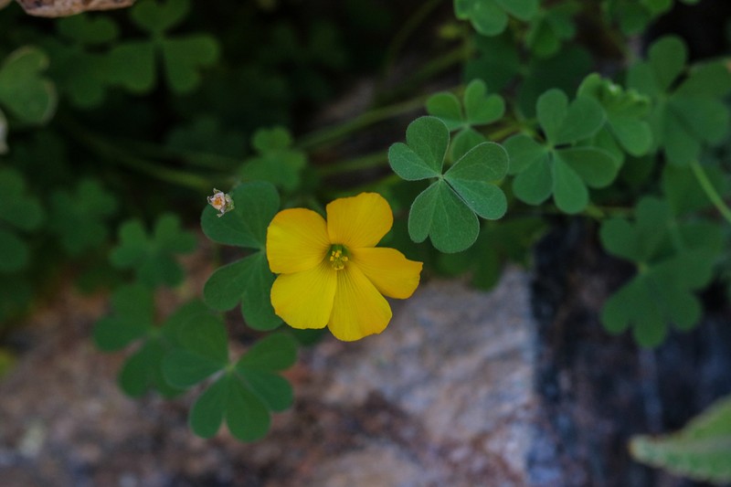 Oxalis californica photo 3